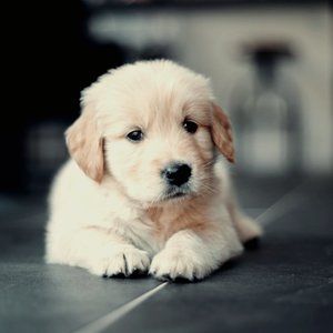 Meet your Posher, Zyneve<>"':